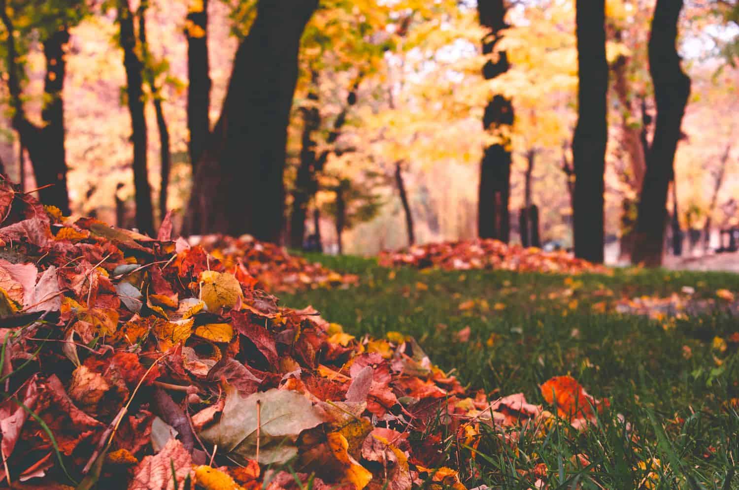 Raked Leaves Raked Leaves