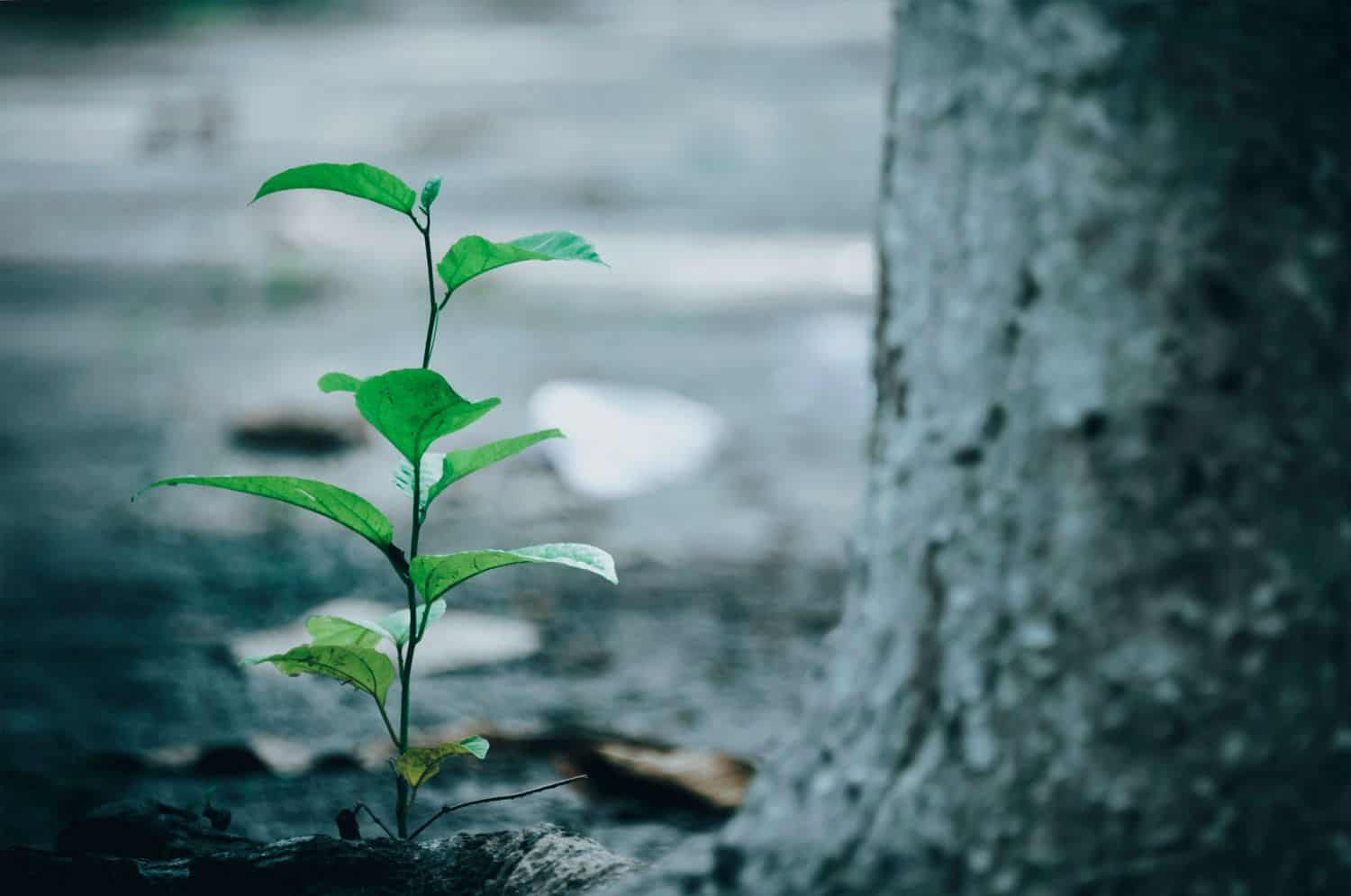 Tree Sapling Tree Sapling